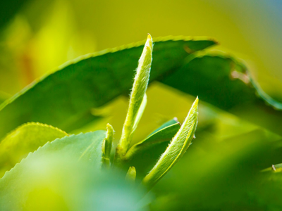 6766官网：人：诗情、茶意、禅味